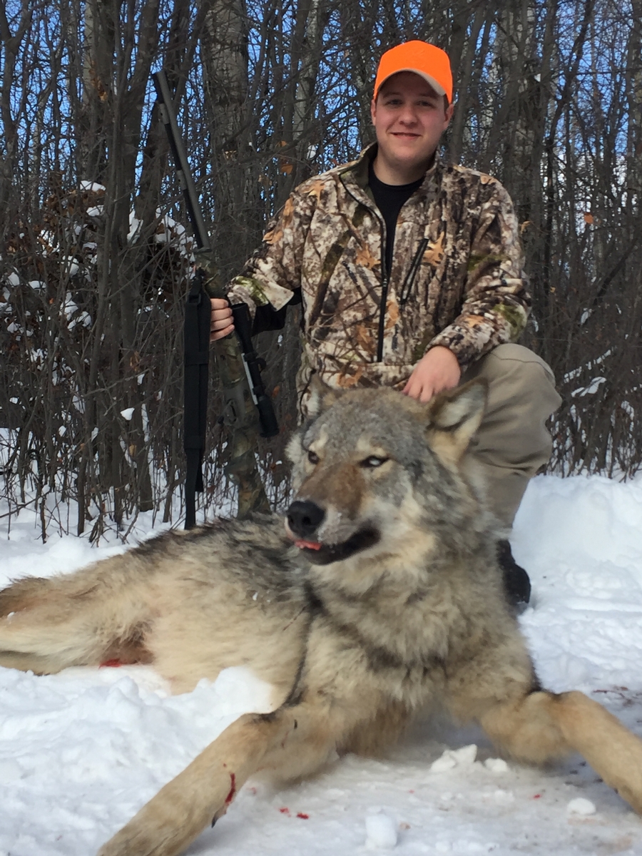 Manitoba Timber Wolf Hunt
