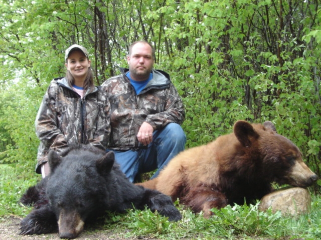 A black bear and a cinnamon colored black bear