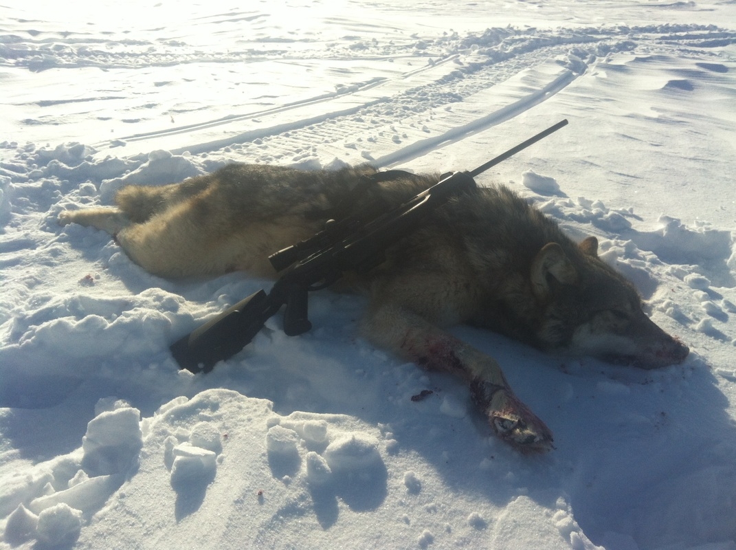Winter Wolf
