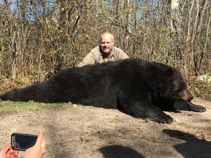 Black Bear Photos