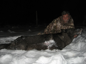 Wolf Photos