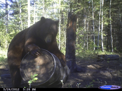 A black bear caught on a trail camera